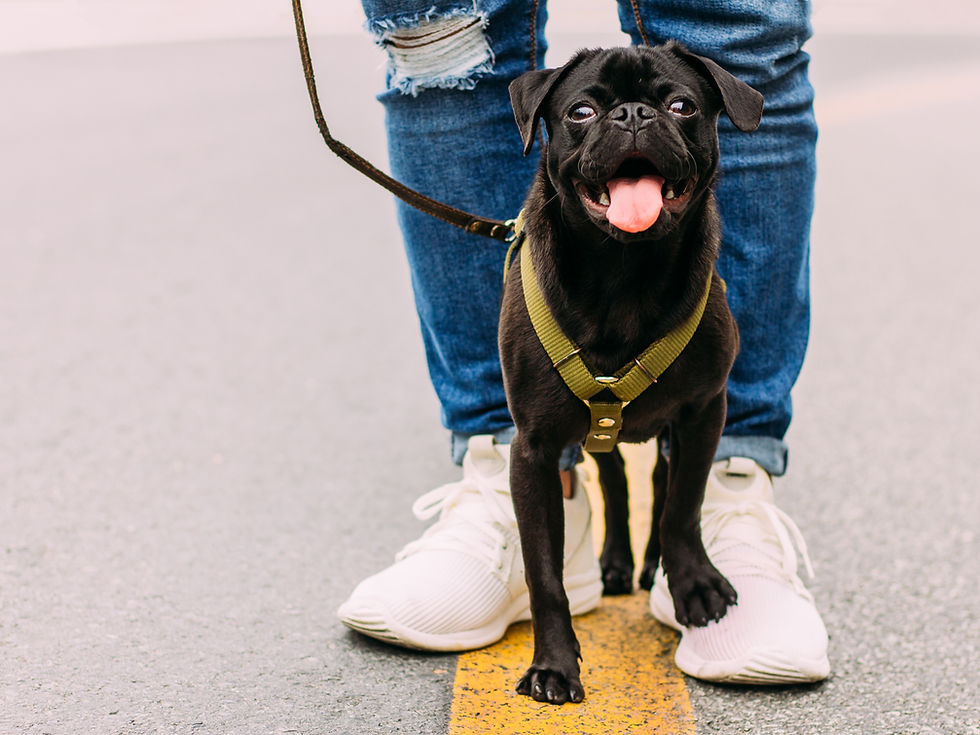 Walking with Dogs