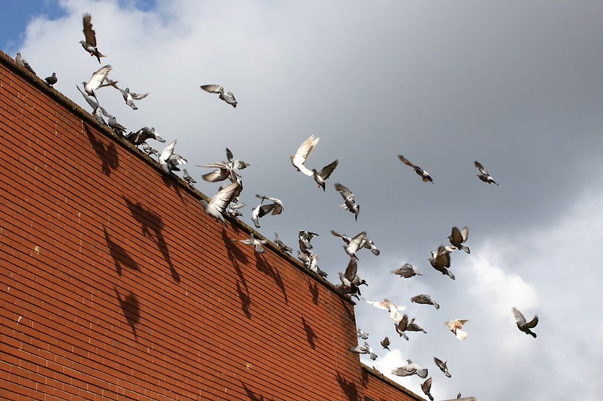 Pigeons take flight from a red brick building