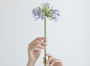 Purple Flower