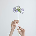 花を持つ手