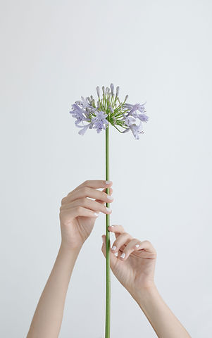 紫の花