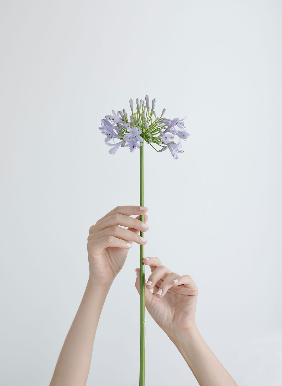 Hands Holding Flower