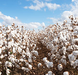 Cotton Field