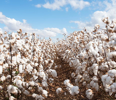 Cotton Field