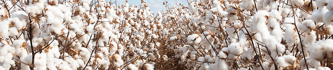 Cotton Field
