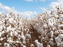 Cotton Field