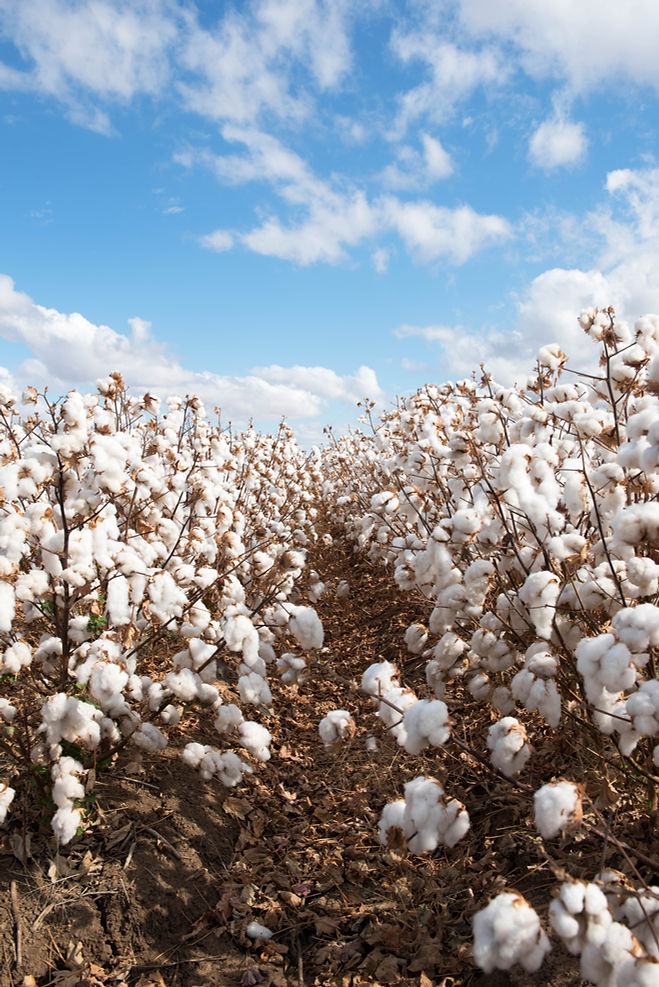Cotton Field View