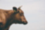 Brown Cow Portrait
