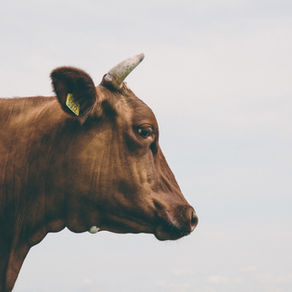 The Simple & The Sacred... Reflections on the Taurus New Moon, May 16, 2026