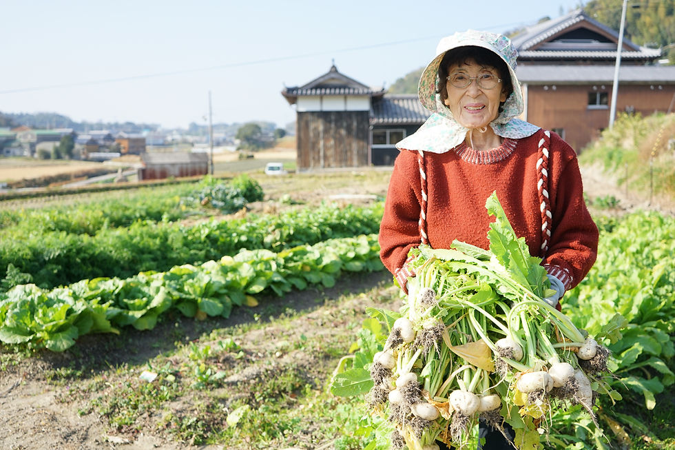 Woman Harvesting Turnips
