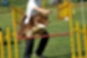 Concours de chien