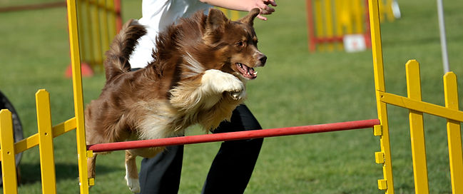 Dog Contest