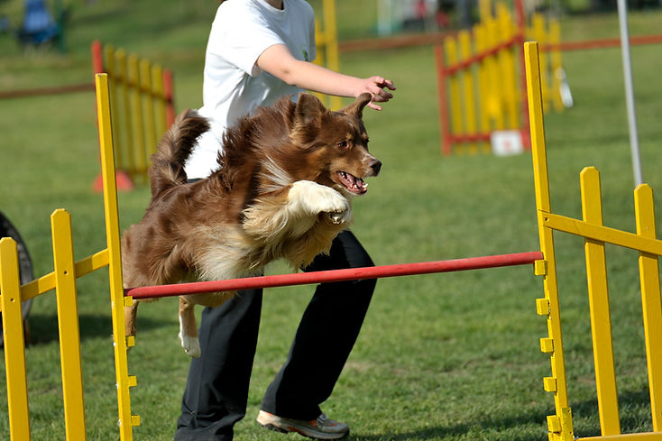 Dog Contest