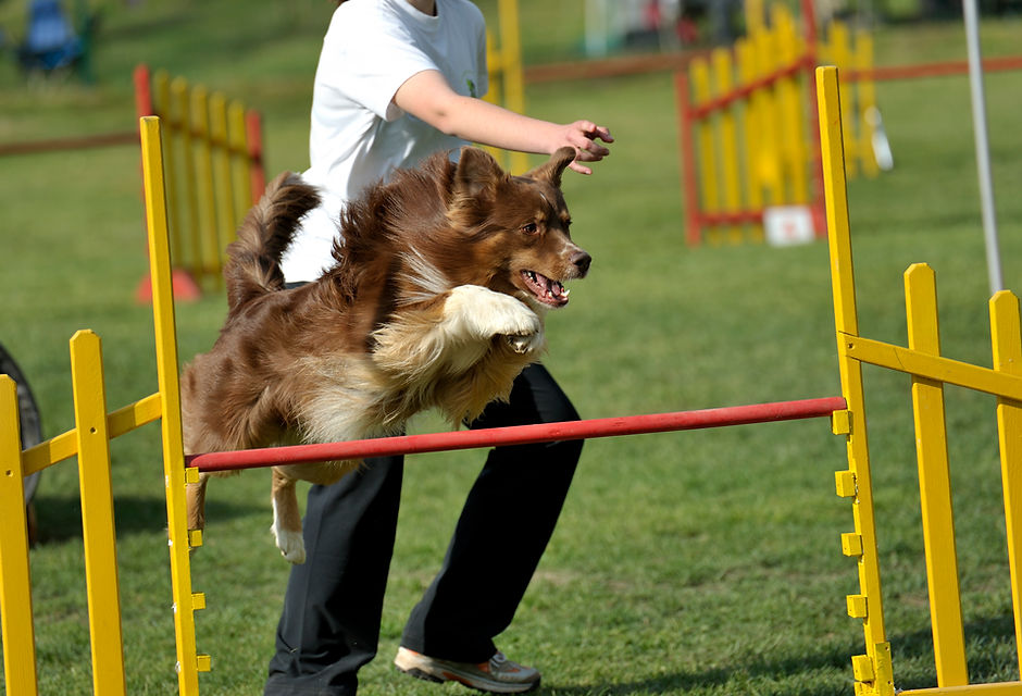Dog Contest