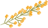 Branch