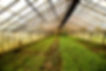 Plant Nursery