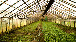 An organic farm making use of a high tunnel in their agricultural operations.