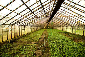 Plant Nursery