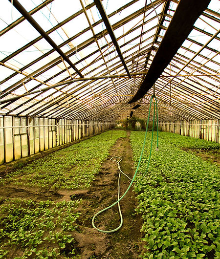 Plant Nursery