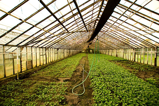 Plant Nursery