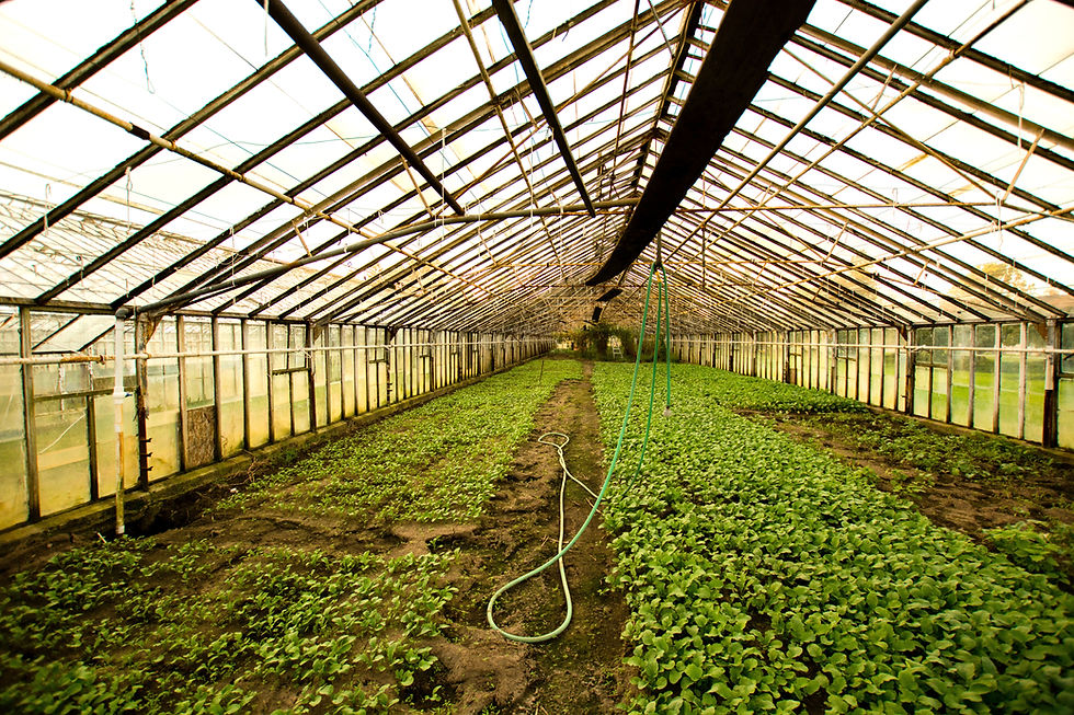 Vivero