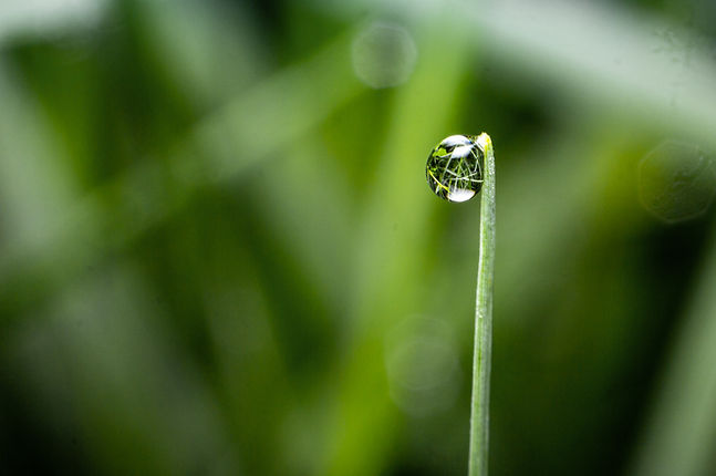 Dew Drop