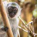 Singe sur bambou