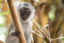 Vervet Monkey