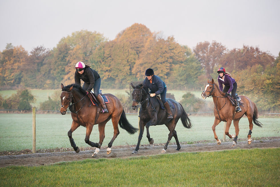 Three people are riding horses on a dirt path through a field