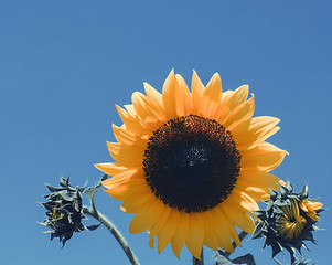Bright Yellow Sunflower