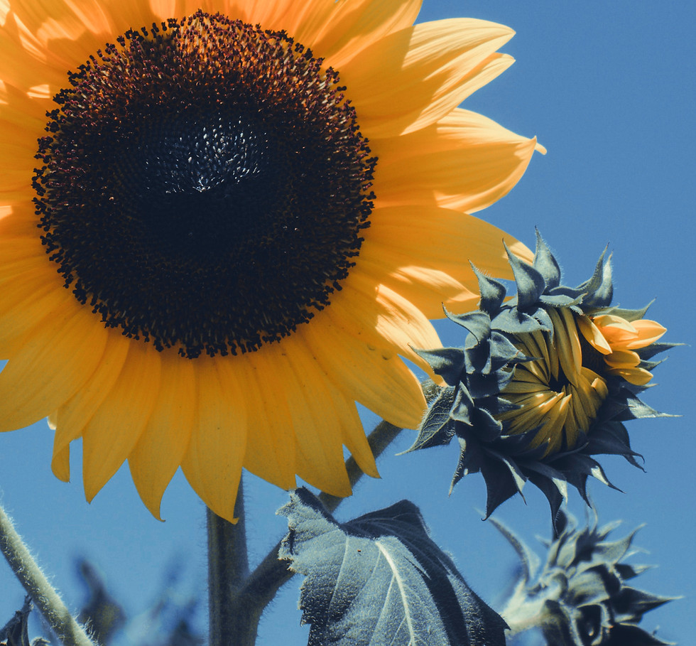 Bright Yellow Sunflower