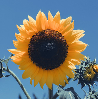 Bright Yellow Sunflower