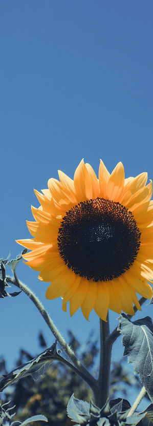Bright Yellow Sunflower