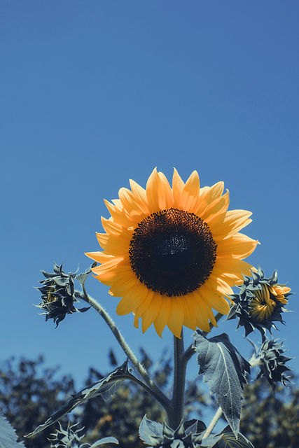 Girasol amarillo brillante