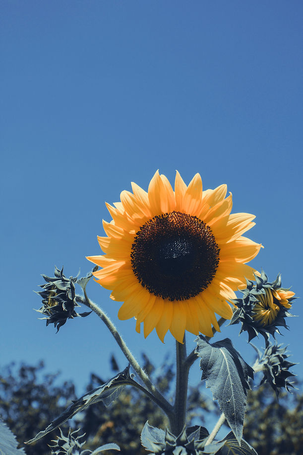 Sunflower jewellery