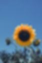 Bright Yellow Sunflower