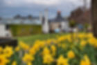 Yellow Wild Flowers