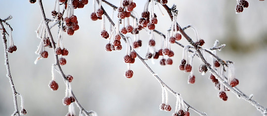 Frozen Berries