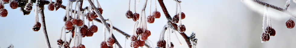 Frozen Berries