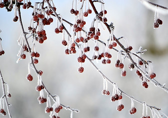 Frozen Berries
