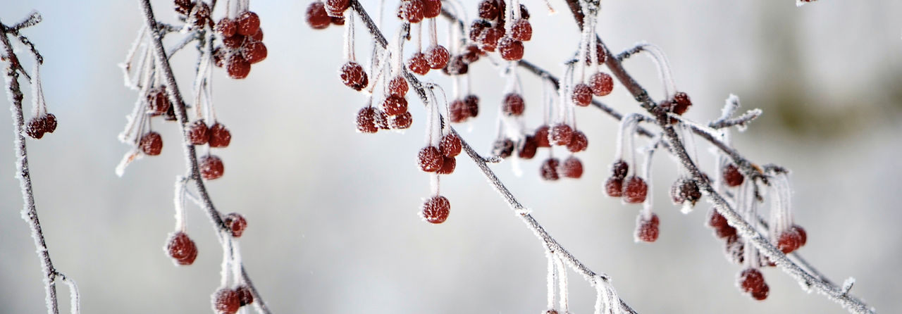 Frozen Berries