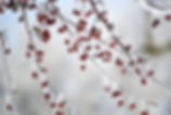 Frozen Berries