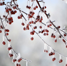 Frozen Berries