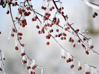 Frozen Berries