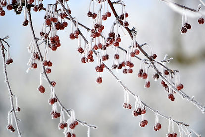 Frosted Red Berries