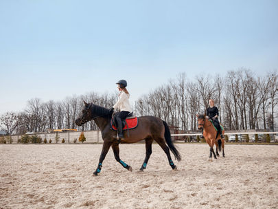 Clipping your Horse 101