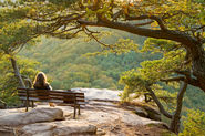 Woman sitting on a bench outdoors overlooking a forest