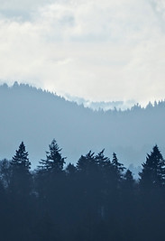 Misty Forest Hills