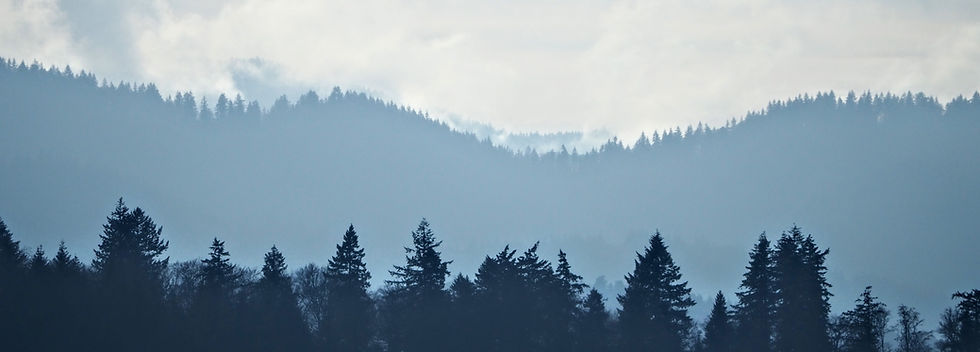 Misty Forest Hills