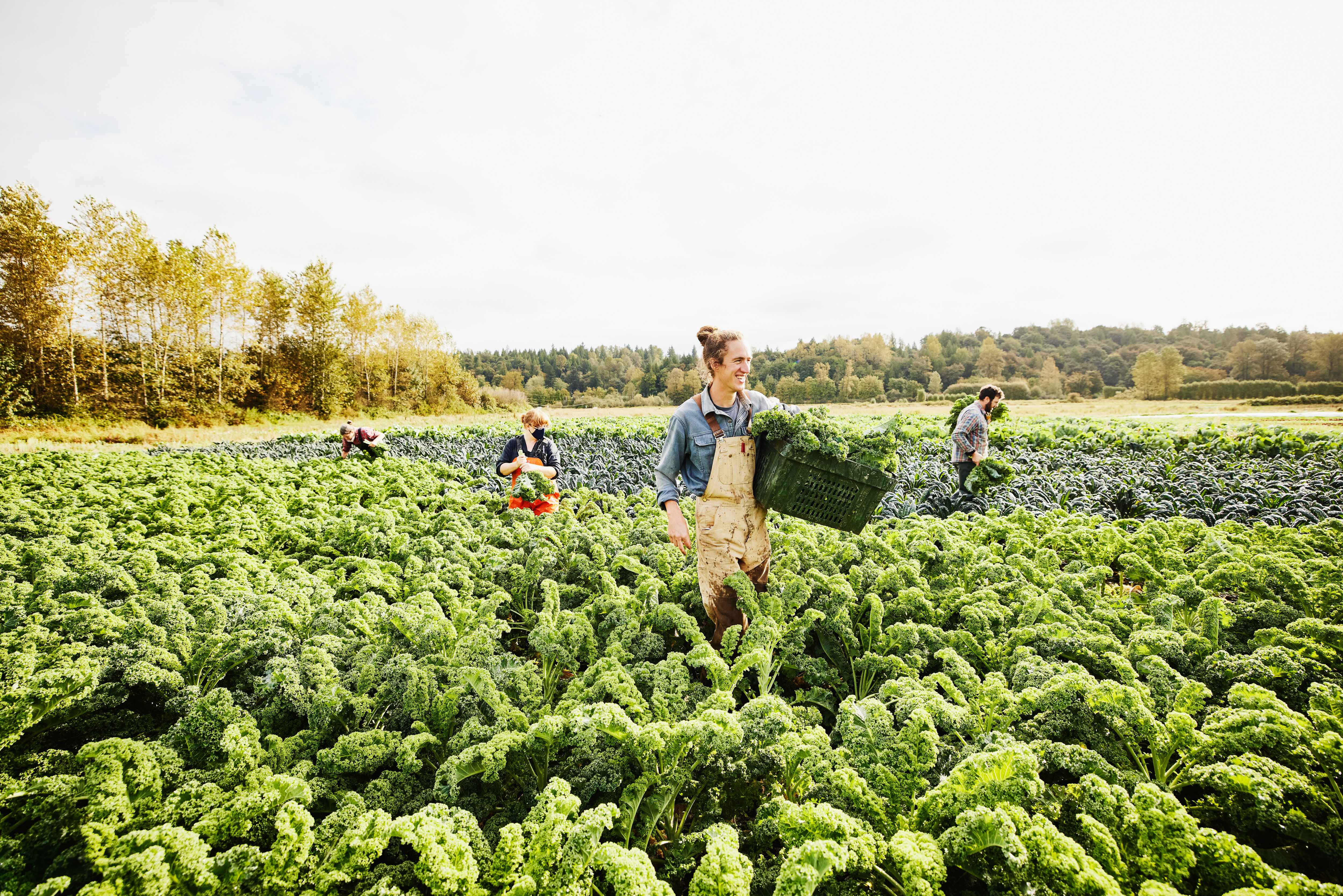 Seasonal vegetables